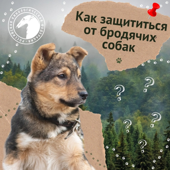 Как защититься от бродячих собак?.